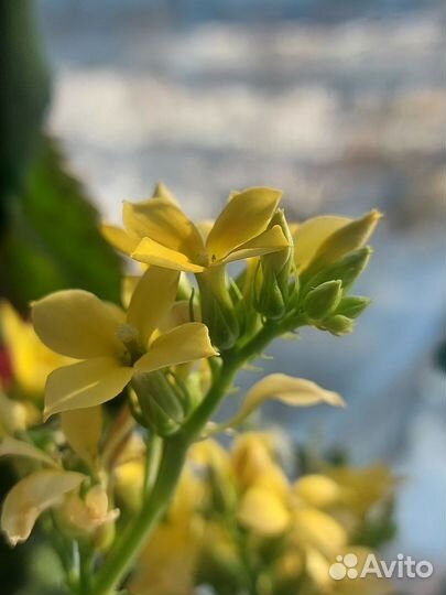 Каланхоэ жёлтый