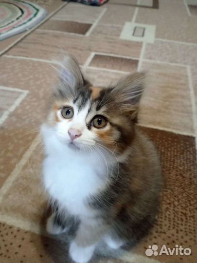 Курильский бобтейл