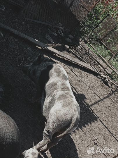 Вьетнамский хряк