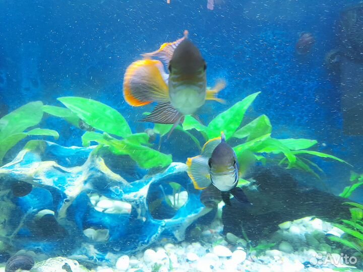 Акара бирюзовая - нерестящаяся пара