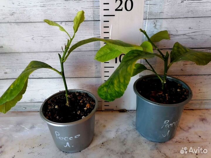 Большой выбор саженцев лимонов и лаймов