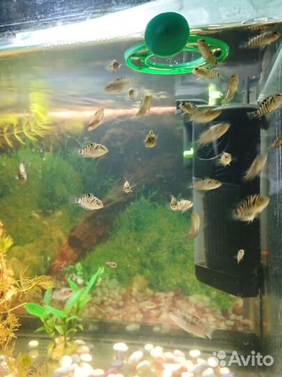 Рыбы цихлиды