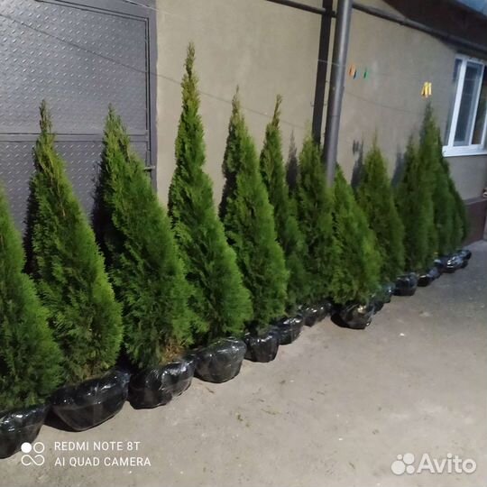 Туя смарагд