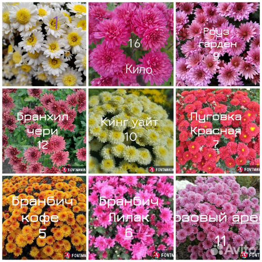 Хризантема мультифлора