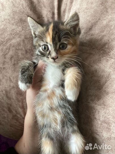 Отдаем котят в добрые руки