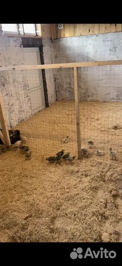 Индюки,индюшата