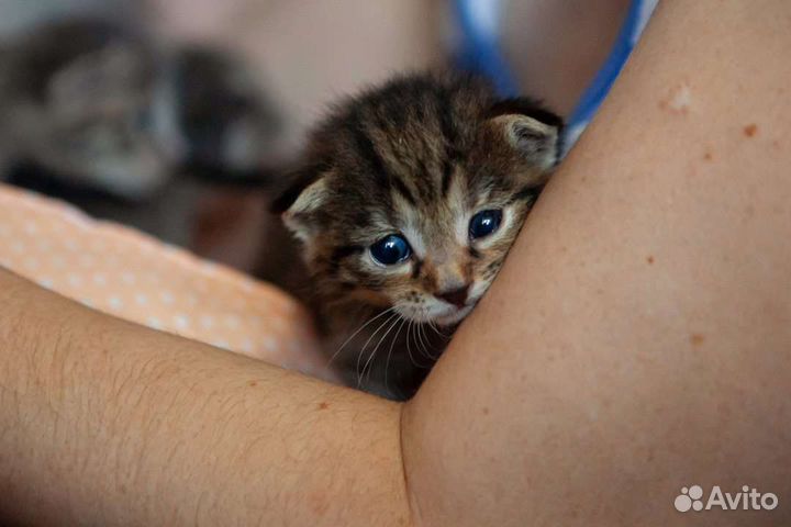 Открываем бронь на котят