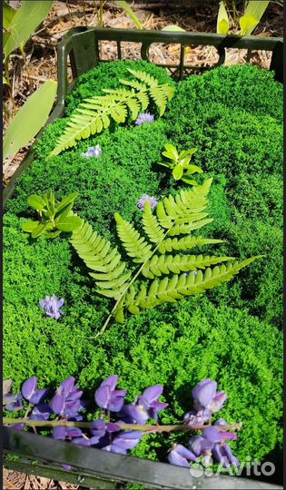 Стабилизированный мох не требует ухода дизайн