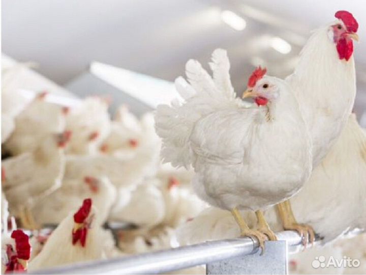 Куры несушки