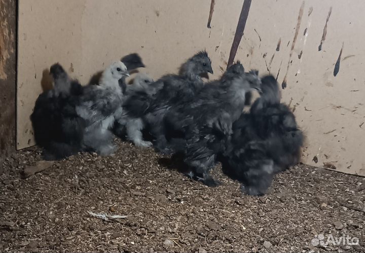 Китайские шелковые петухи и цыплята