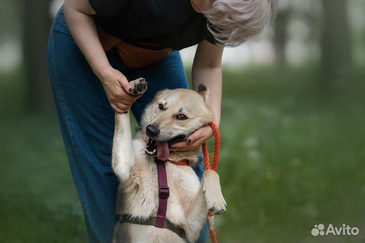 Собака-улыбка в добрые руки