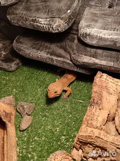 Ящерица эублефар