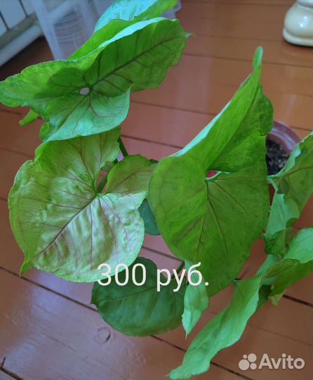 Комнатные цветы