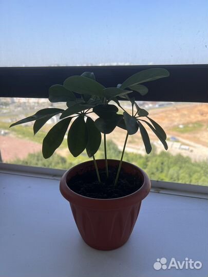 Комнатные растения