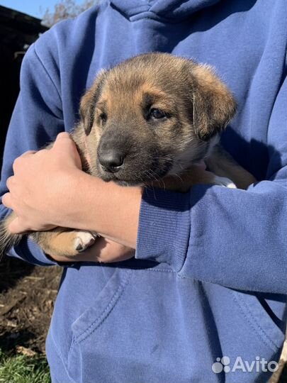 Щенки бесплатно