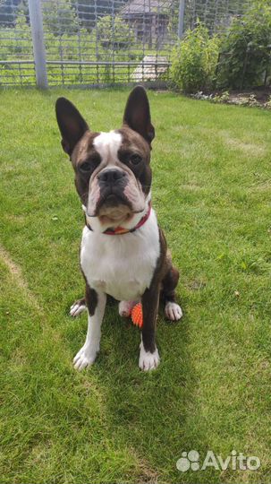 Бостон терьер вязка