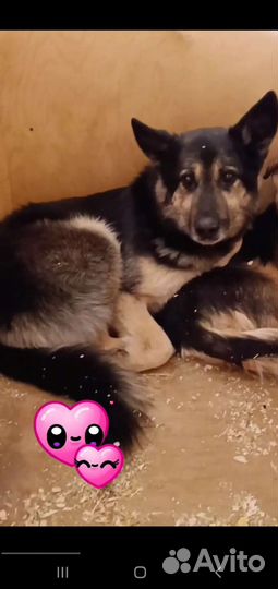 Красивый пес Янек ищет семью