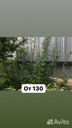 Живая изгородь, бордюр