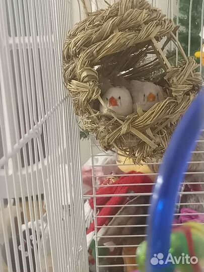 Птица зебровая амодина 3 шт+клетка