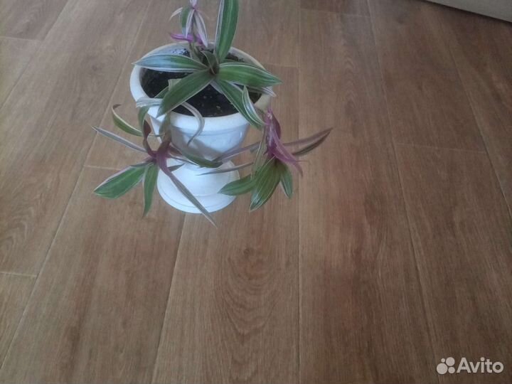 Драцена, и традисканция рео в горш