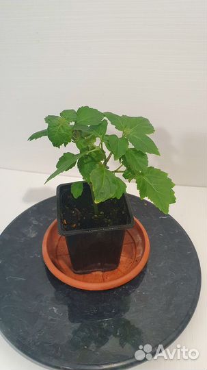 Саженцы Пачули