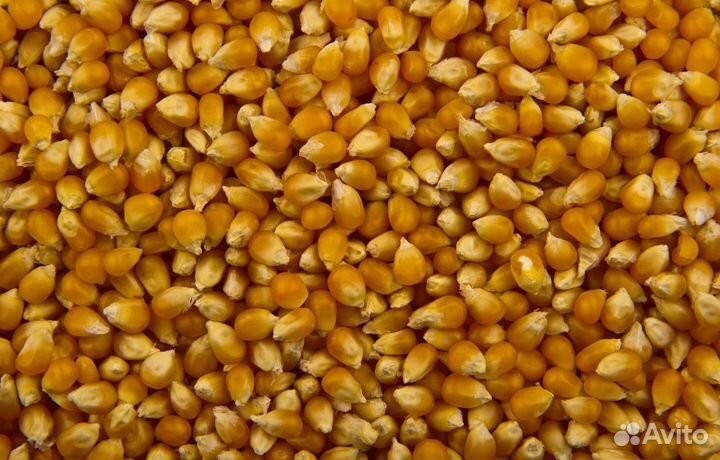 Горох, Фуражный овёс корма