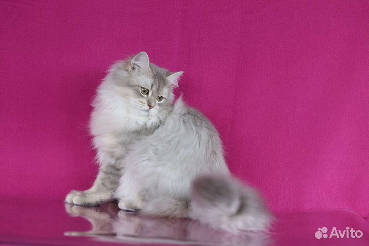 Британская золотая шиншилла