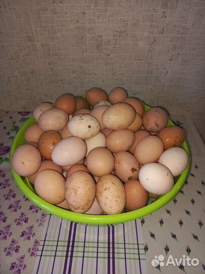 Яйца куриные домашние