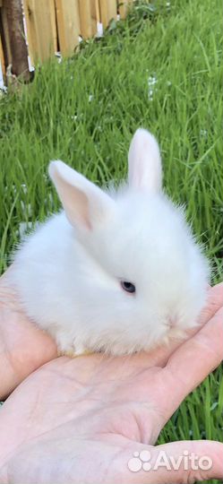 Белоснежные голубоглазые карликовые кролики