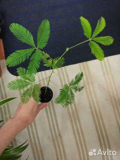 Аглаонема, филодендрон домашние