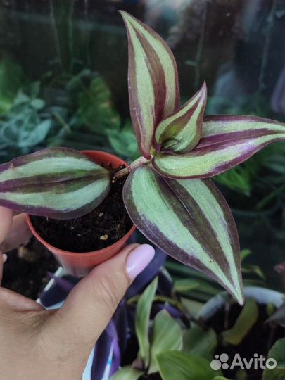 Традесканция Зебрина бургунди