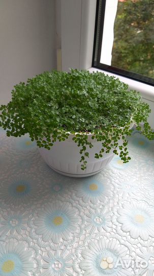 Солейролия (гелксина)