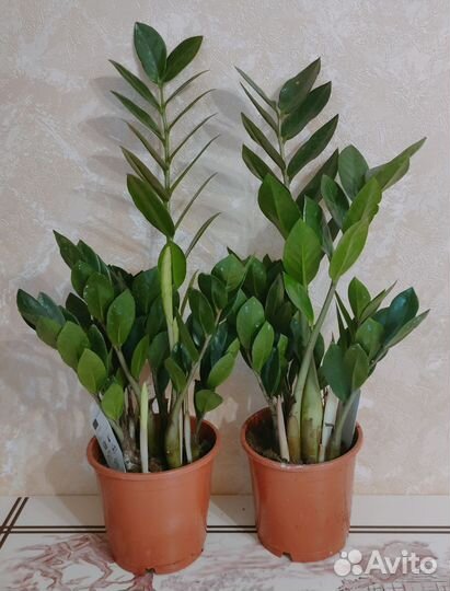 Замиокулькас