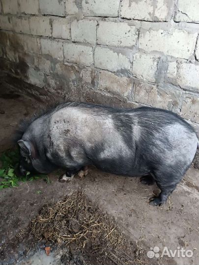 Вьетнамский вислобрюхий хряк