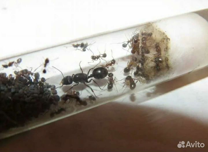 Messor structor и др