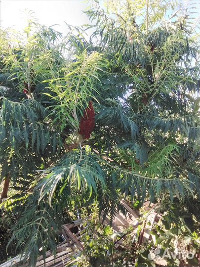 Перечное дерево или витекс священный