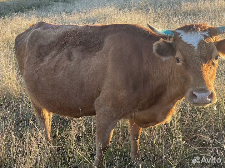 Стельные домашние коровы
