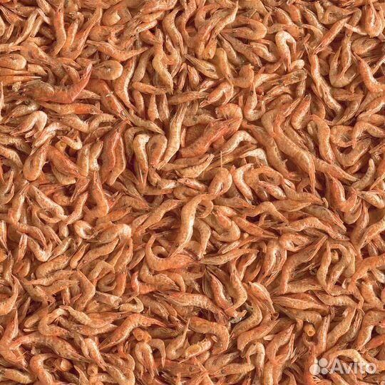 Сушенный гаммарус