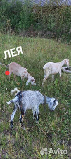 Козы англо-нубийские дойные и не только