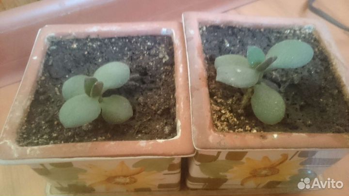 Толстянка в керамических горшках цена за всё