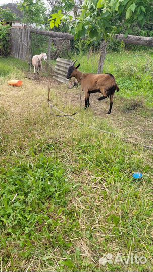 Козье молоко, творог, сыр, сыворотка, йогурт