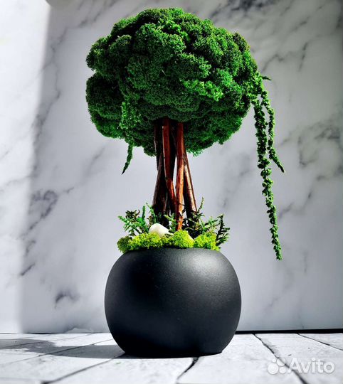 Топиарий (бонсай) из стабилизированного мха