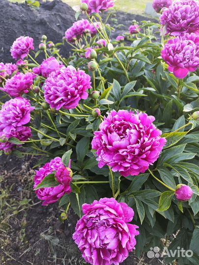 Пионы в букет