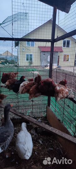 Куры несушки