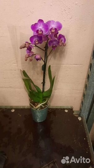 Орхидея фаленопсис