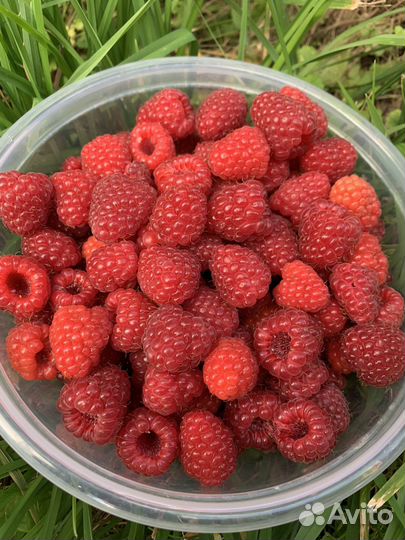 Ремонтантная малина Бронь на весну