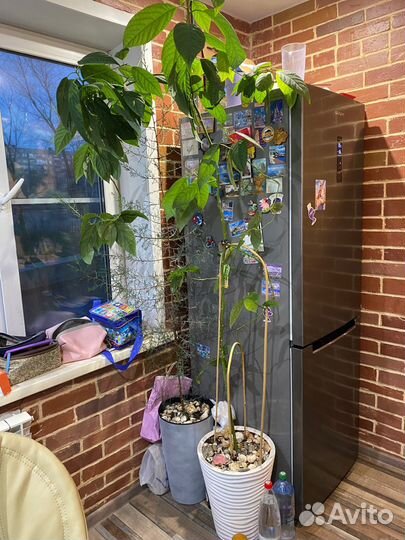 Авокадо растение