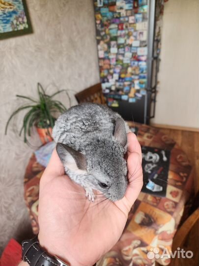Продам Шиншилл