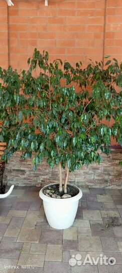 Фикус бенджамина