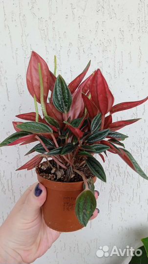 Комнатные растения цветы